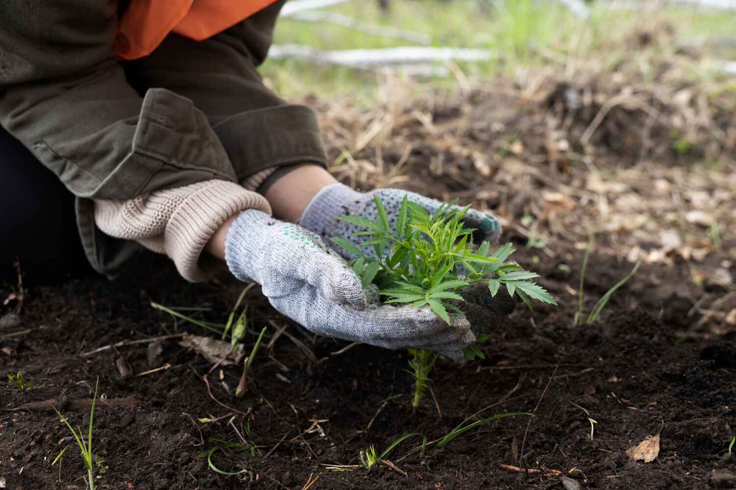 Best Tree Clearing Services  in Redington Shores, FL